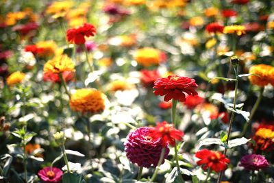 Close-up of flowers blooming outdoors