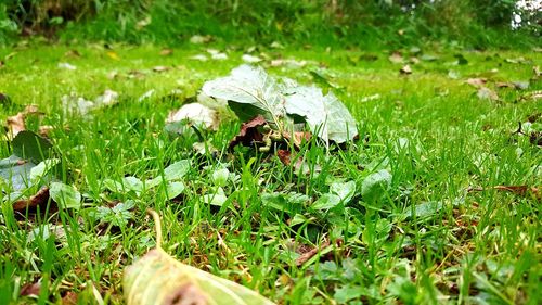 Close-up of mushroom growing on field