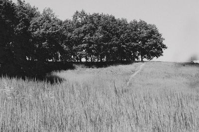 Scenic view of grassy field