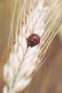 Close-up of ladybug on leaf