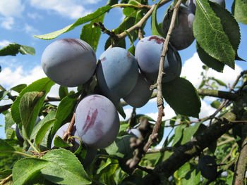 Close-up of fruits growing on tree