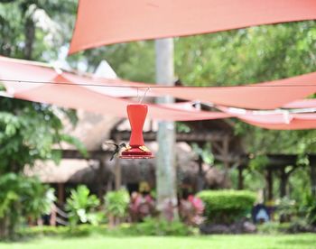 Close-up of red flag hanging from plant