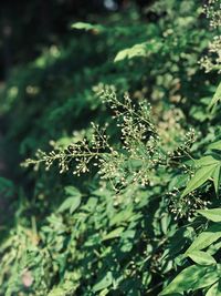 Close-up of fresh green plant