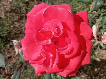 Close-up of red rose