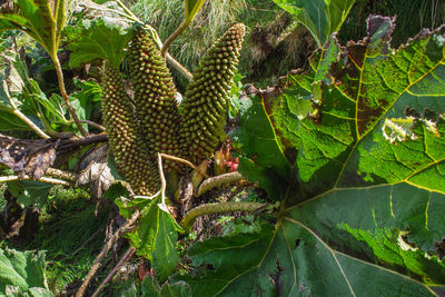 Close-up of fresh fruits on tree in field
