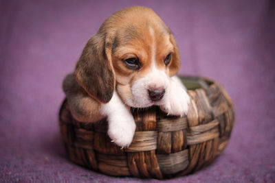 Close-up of dog in basket