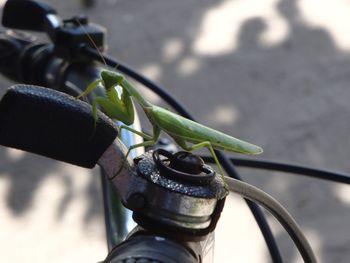 Close-up of praying mantis on bicycle gear knob
