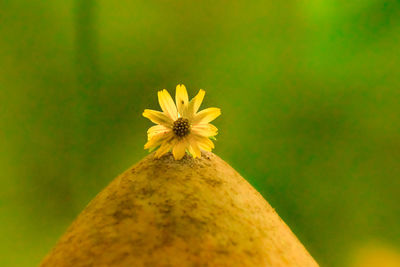 Close-up of yellow flowering plant