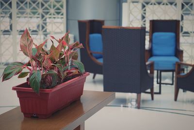 Close-up of potted plant on table