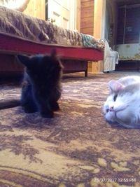Cat with kitten