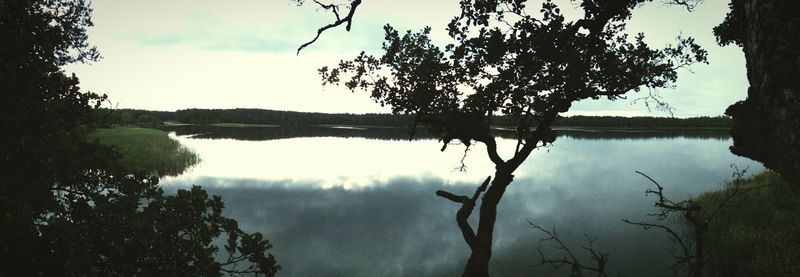 Reflection of trees in calm lake