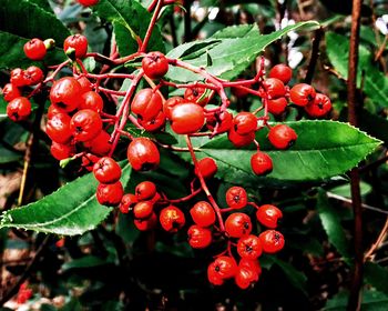 Close-up of red berries growing on tree