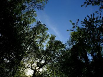 Low angle view of trees against sky