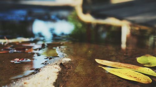Close-up of leaf on table