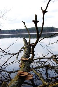 Close-up of bare tree against lake