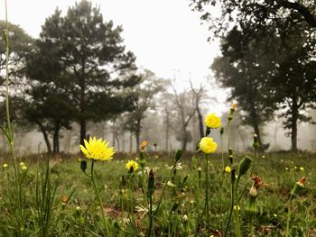 Yellow flowers blooming in field