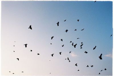 Low angle view of birds flying against clear sky