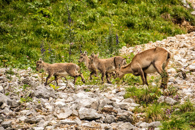 Side view of sheep on ground