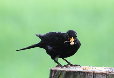 Close-up of bird perching on wood