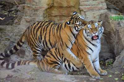 Portrait of zebras at zoo