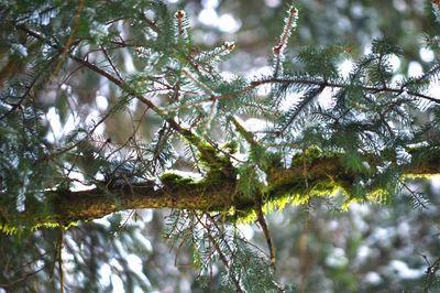 Low angle view of tree in forest during winter