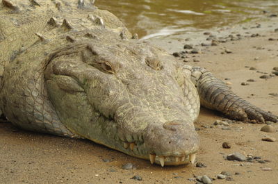 Close-up of a turtle in the sea