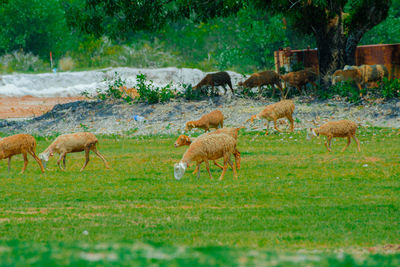 Deer standing on field