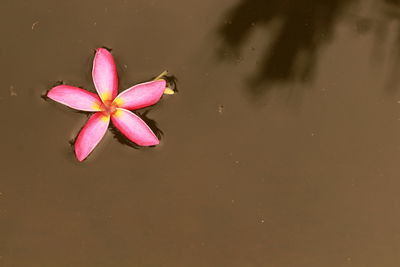 Close-up of pink water lily in lake