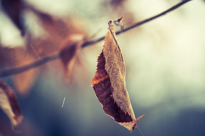 Close-up of dried leaf on plant