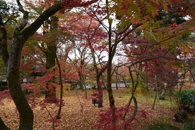 Autumn leaves on tree trunk