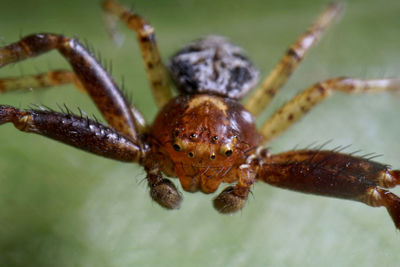 Close-up of spider