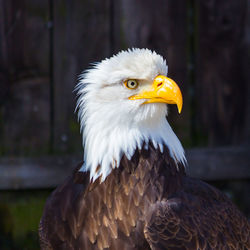 Close-up of eagle against blurred background