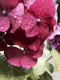 Close-up of wet flower blooming outdoors