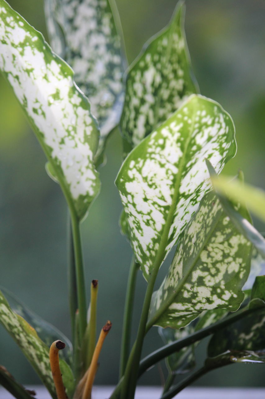 CLOSE-UP OF GREEN FLOWERING PLANT