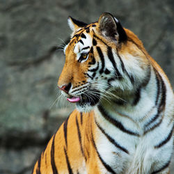 Close-up of a cat looking away