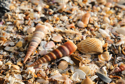 Close-up of seashells on pebbles