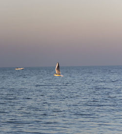 View of bird in sea