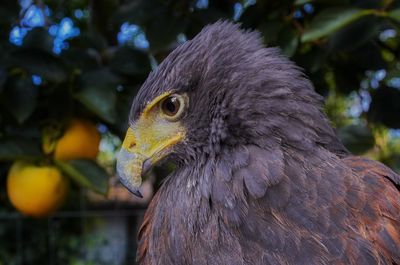 Close-up of eagle