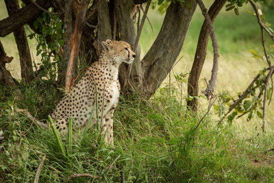 Cheetah sits under shady tree facing right