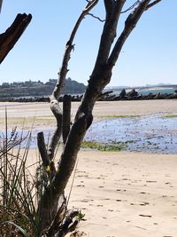 Driftwood on beach against clear sky