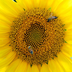 Close-up of insect on sunflower