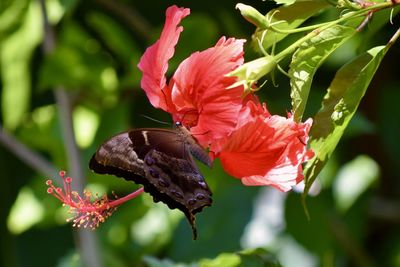 Close-up of butterfly pollinating flower