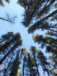 Low angle view of trees against sky