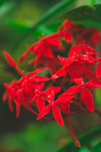 Close-up of red flowers blooming in park