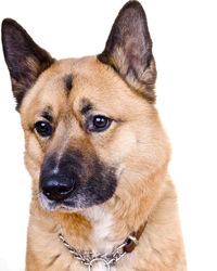 Close-up of akita against white background