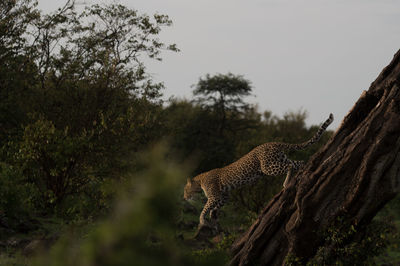 View of a cat on land