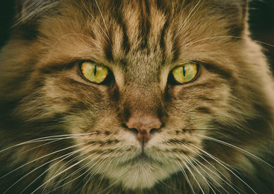 Close-up portrait of a cat