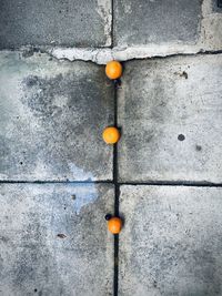 Close-up of orange fruit on wall