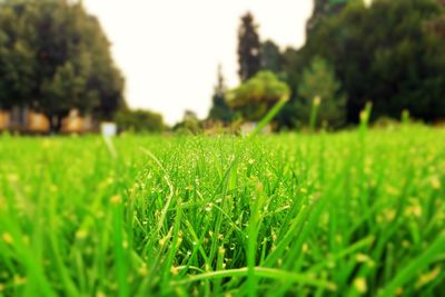 Close-up of green grass on field