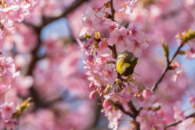 Close-up of bee on flower